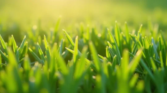 gazon-chiendent-avis-et-entretien